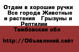 Отдам в хорошие ручки - Все города Животные и растения » Грызуны и Рептилии   . Тамбовская обл.